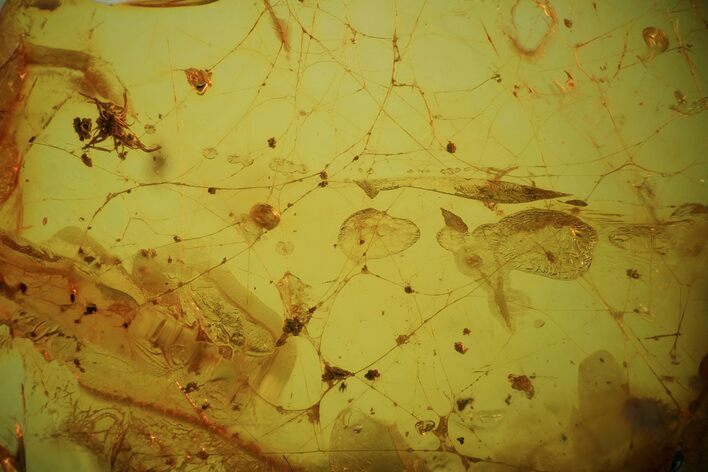 Fossil Spider Web In Baltic Amber - Rare! #135039
